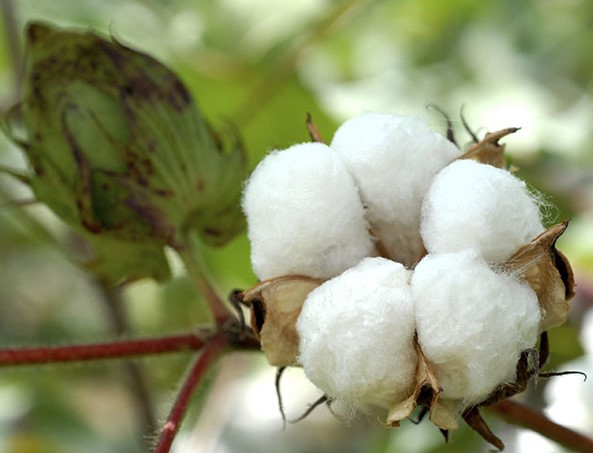 sợi cotton là gì